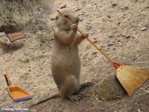 Groundhog sweeping