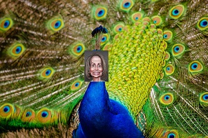 pelosi peacock