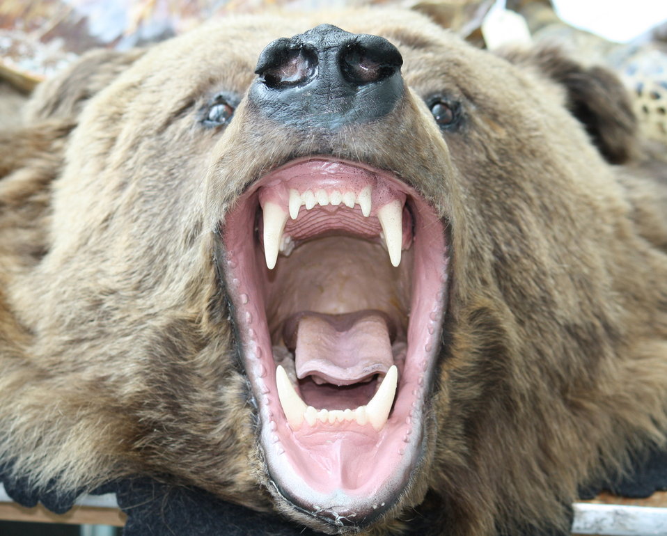 grizzly bear open wide